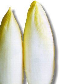 Endive